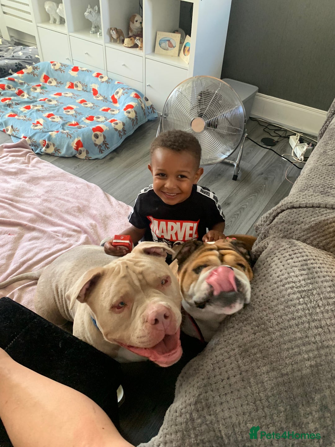 American Bully dogs for sale: Exotic American bully  - Image 5