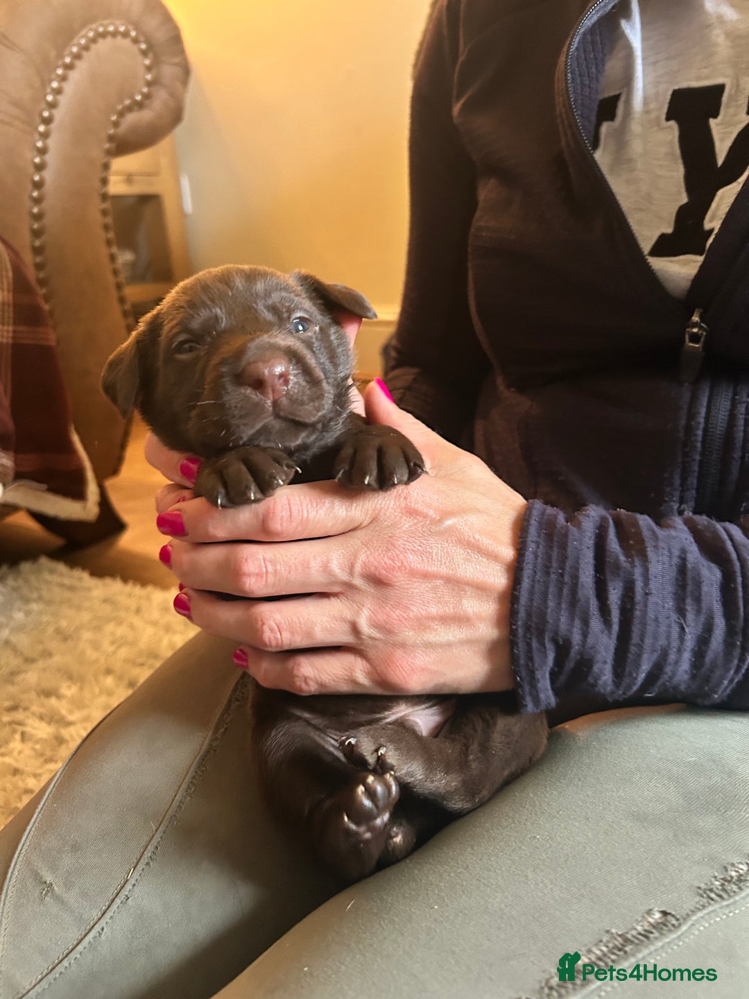 Mixed Breed dogs for sale: 🐾 German wirehaired pointer x Labrador 🐾  - Image 11