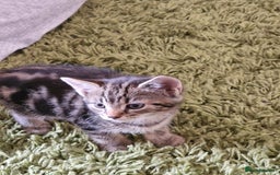 Mixed Breed cats for sale: Kittens - Image 16