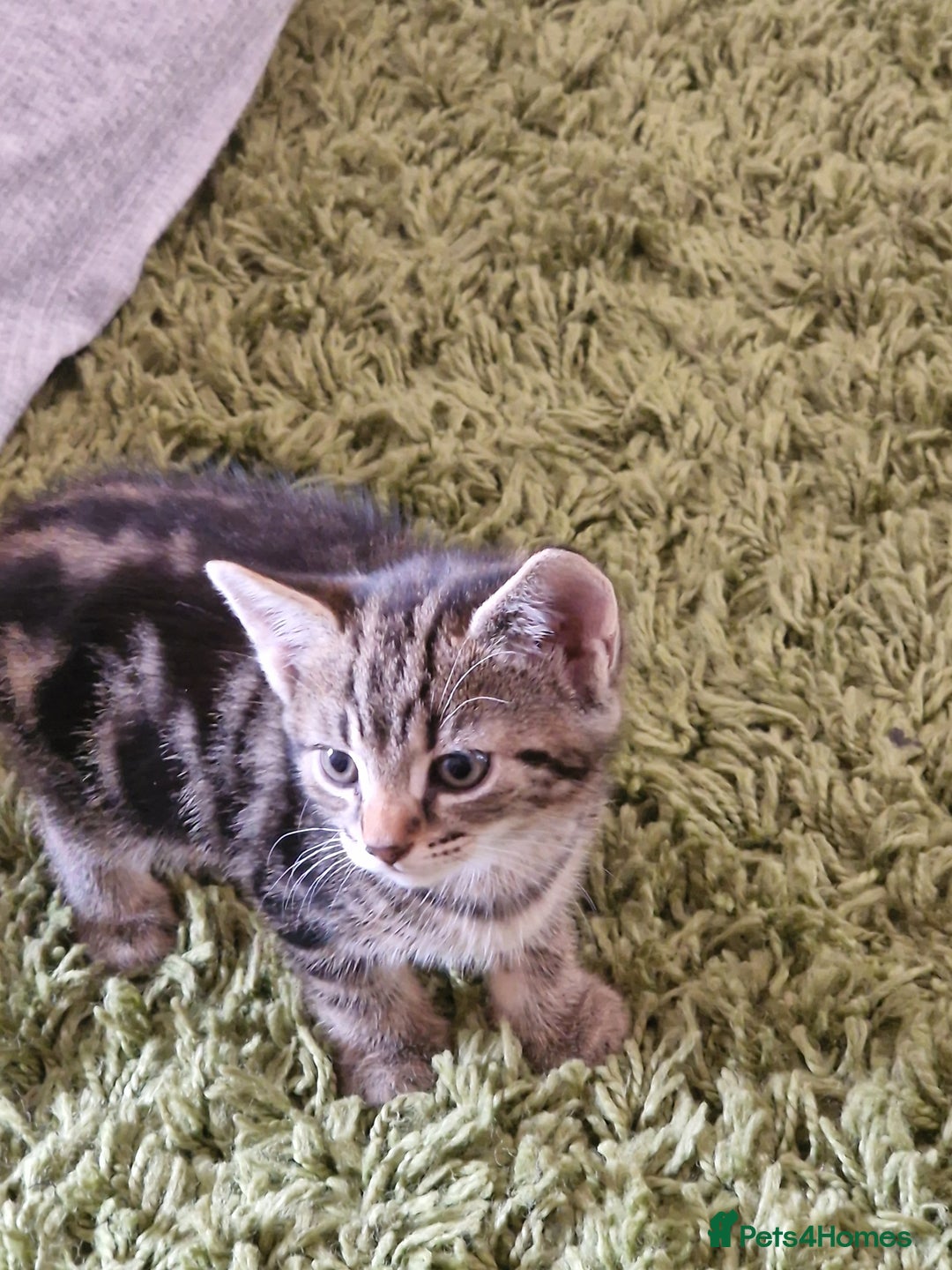 Mixed Breed cats for sale: Kittens - Image 16