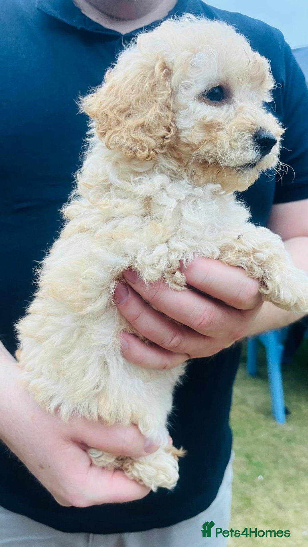 Labradoodle dogs for sale: Chunky Miniature Soft Curled Labradoodle Pups - Image 19