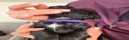Cocker Spaniel dogs for sale: 3 working Cocker spaniel puppies  - Advert 19