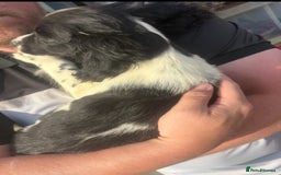 English Springer Spaniel dogs for sale: Springer spaniel pups ready now  - Image 2