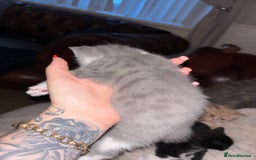 Mixed Breed cats for sale: 2 beautiful kittens left  - Image 5
