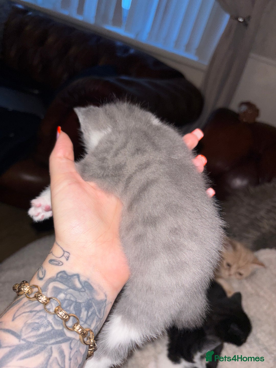 Mixed Breed cats for sale: 2 beautiful kittens left  - Image 5
