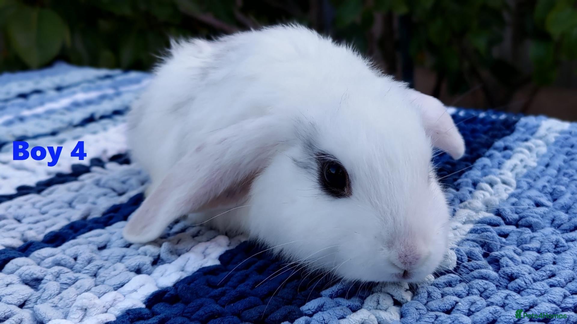 Mini Lop rabbits Cute French x Mini Lop Ready to Go!!! - Advert 2