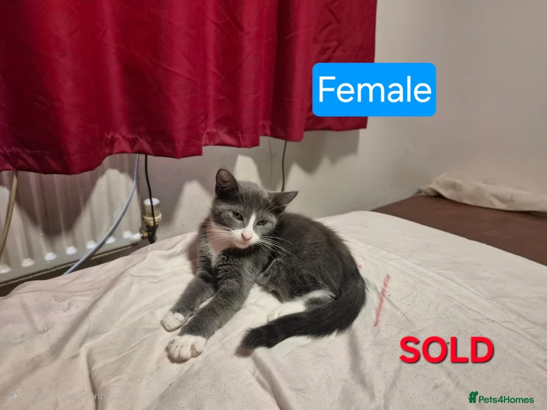 Russian Blue cats for sale: 1 Female Russian Blue X kitten Left  in Bedford - Advert 14