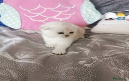 Scottish Fold cats for sale: Scottish Fold/Straight Kittens  - Image 28