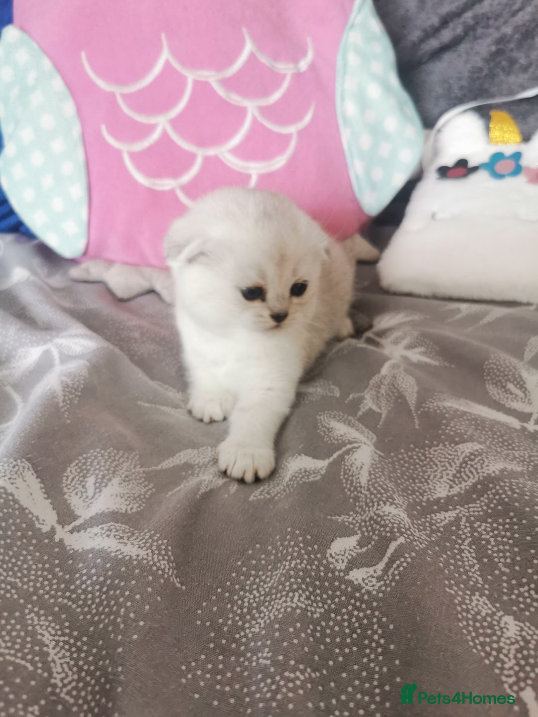 Scottish Fold cats for sale: Scottish Fold/Straight Kittens  - Image 28