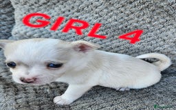 Pomchi dogs for sale: Beautiful merle pomchi puppies  - Image 17