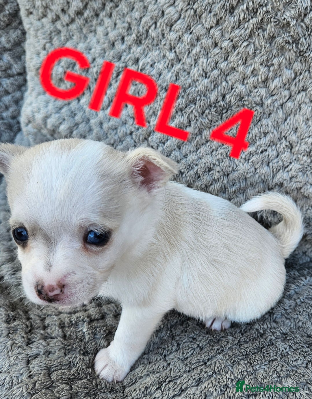 Pomchi dogs for sale: Beautiful merle pomchi puppies  - Image 17