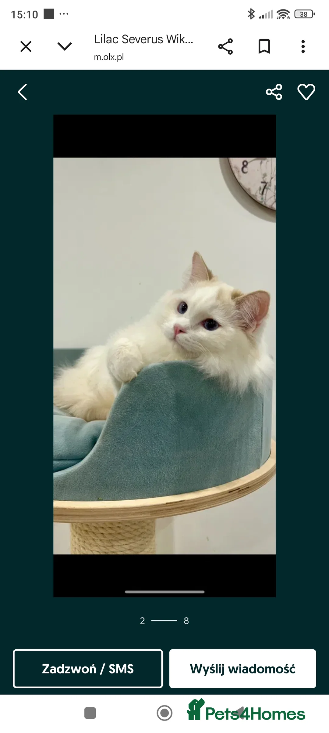 Ragdoll cats for sale: Lilac active ragdoll male - Advert 2
