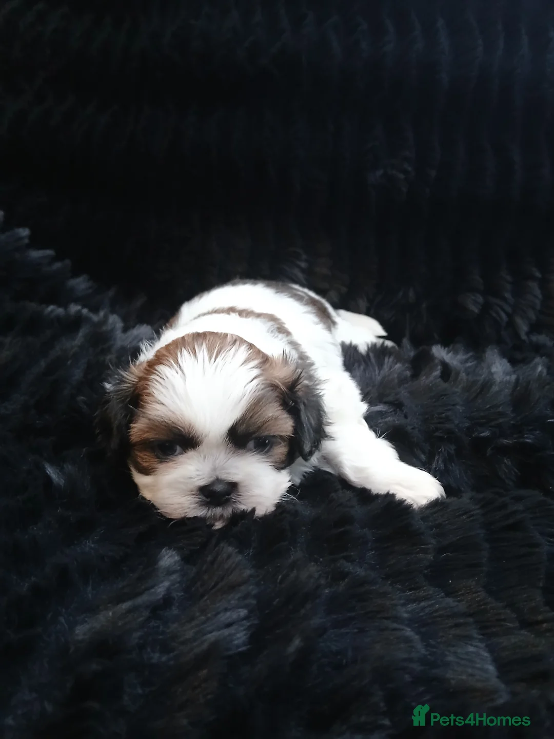 Shih Tzu dogs for sale: 4 Shih-tzu boy puppies for sale 1200/1300 - Advert 9