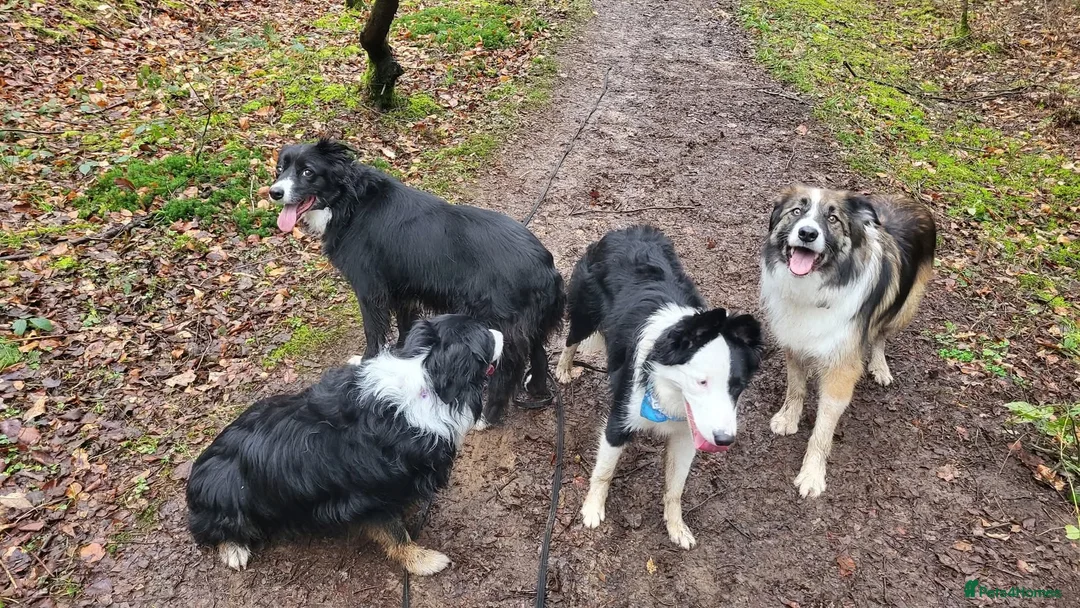 Border Collie dogs for sale: Callie needs a new home  - Advert 17