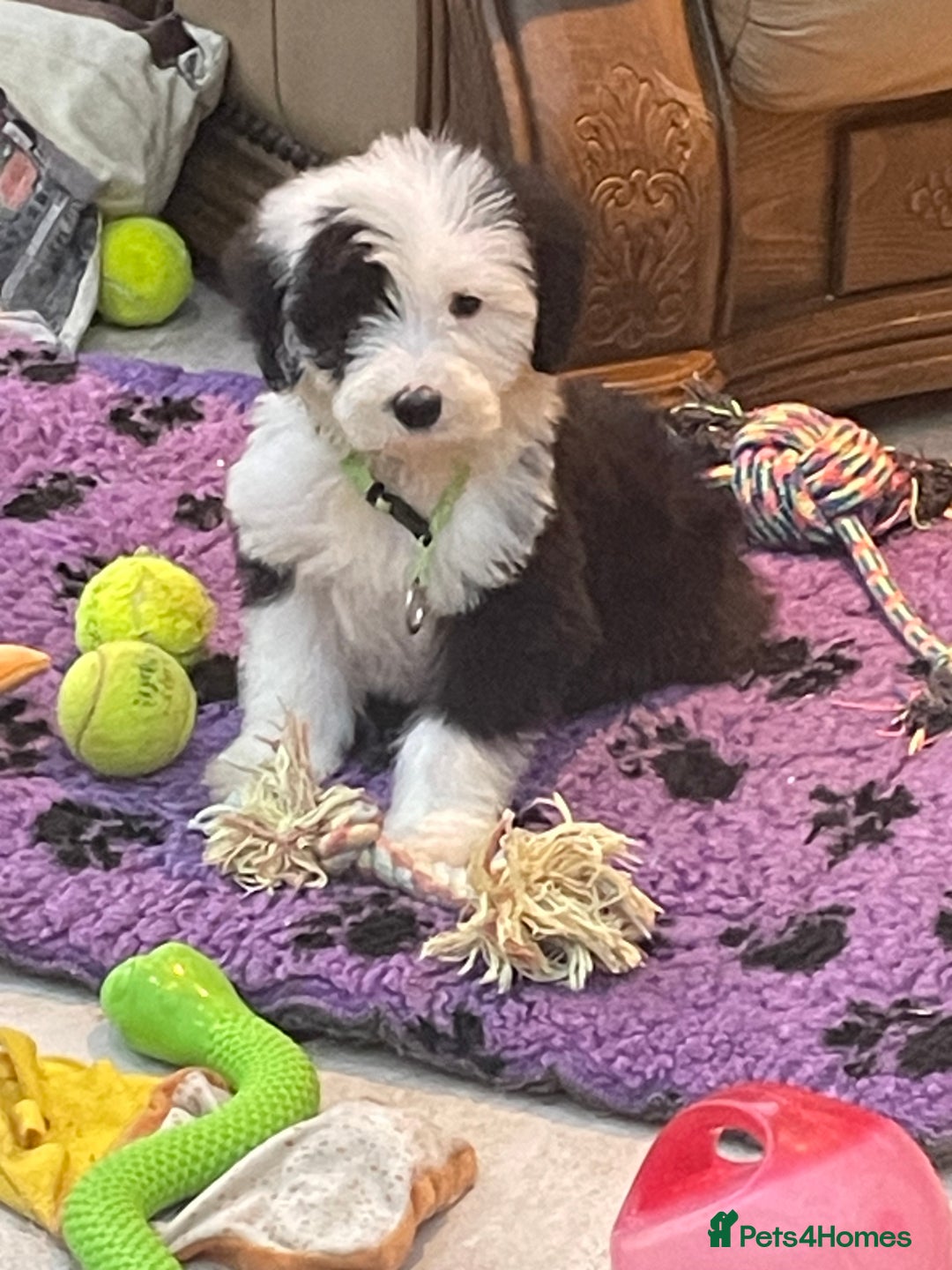 Old English Sheepdog dogs for sale: Old English sheep dog pups - Advert 7