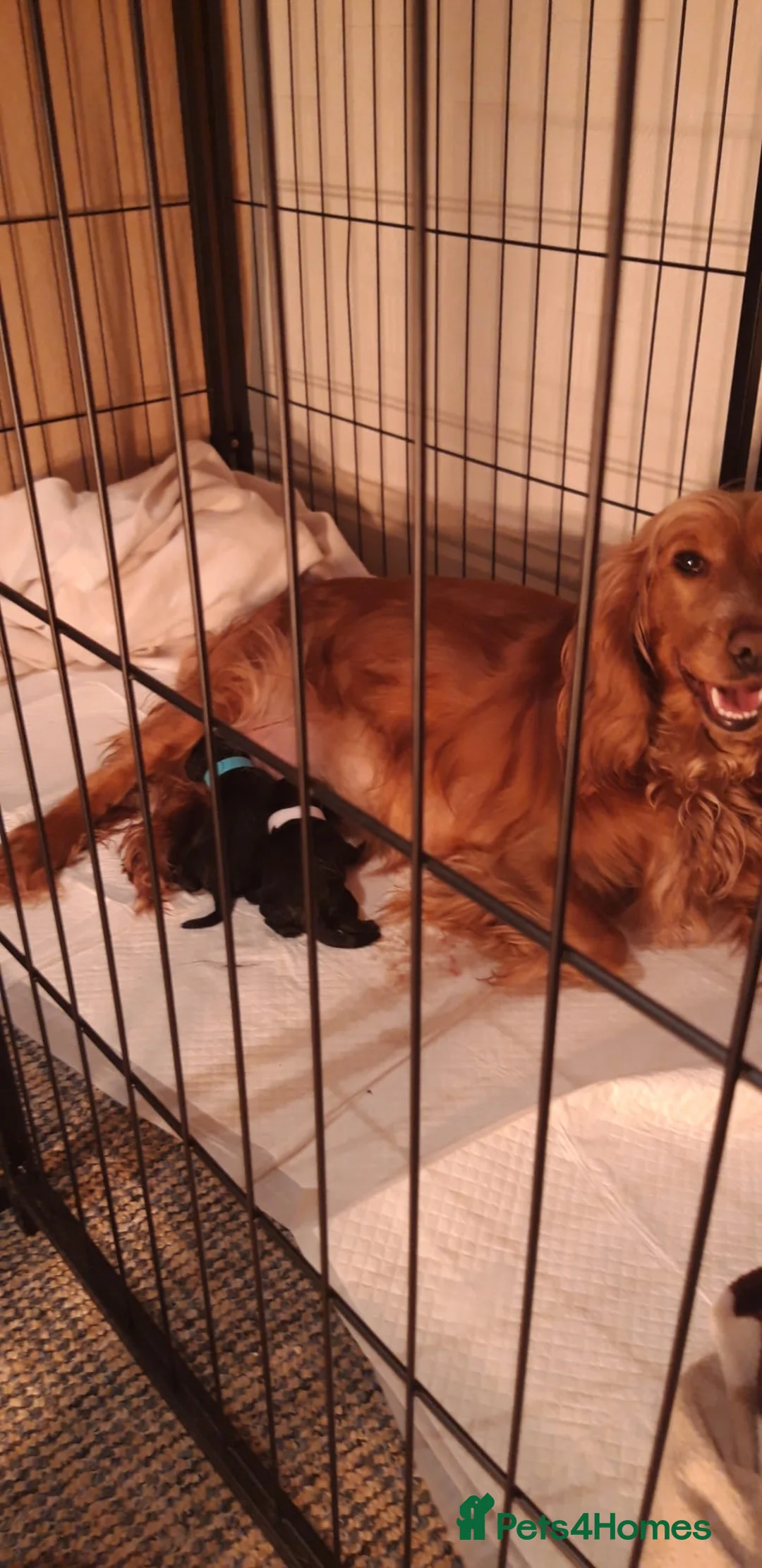 Mixed Breed dogs for sale: show cocker x pups - Advert 2