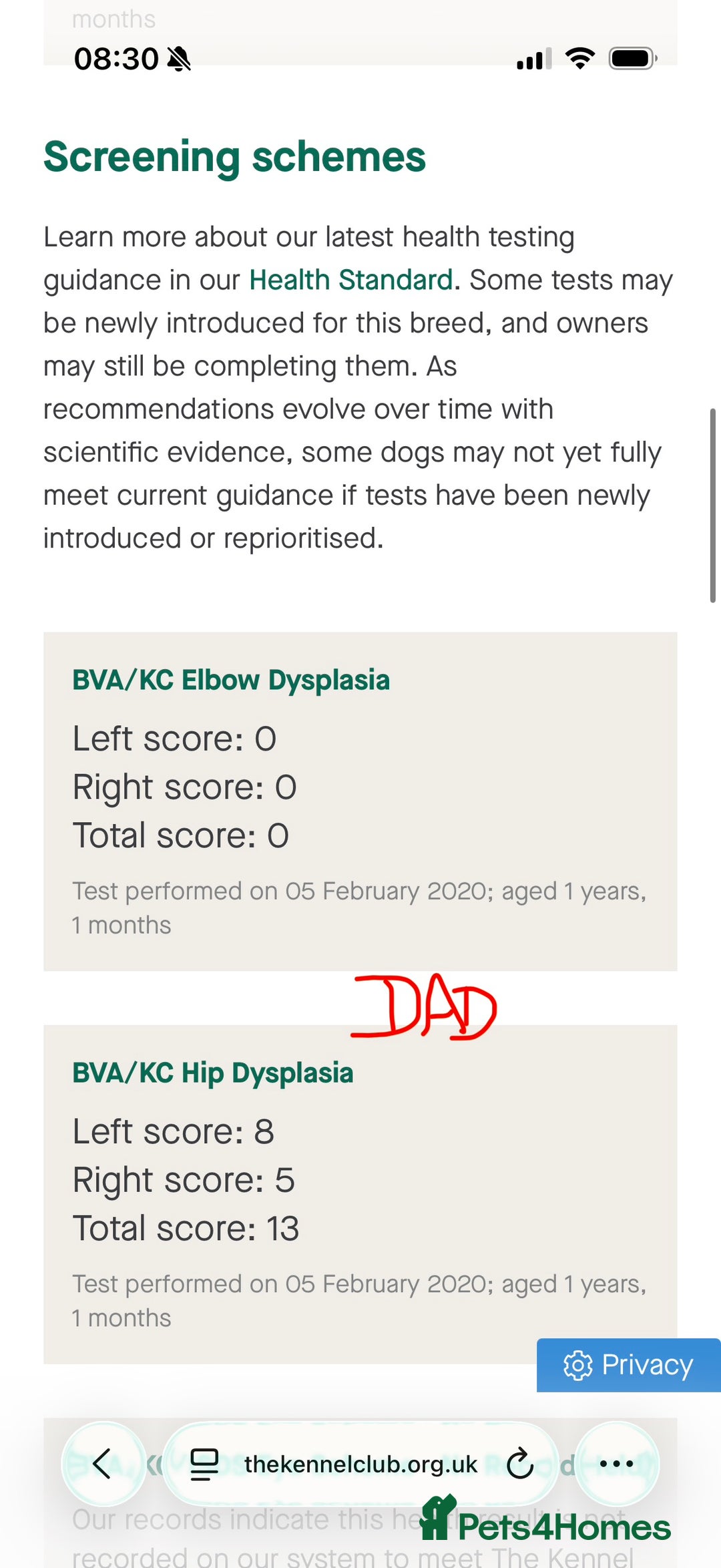 German Shepherd dogs for sale: Stunning Working line German Shepherd - Advert 24