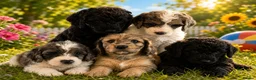 Cockapoo dogs for sale: SOMETHING SPECIAL..STANDARD COCKAPOO PUPPIES - Advert 1