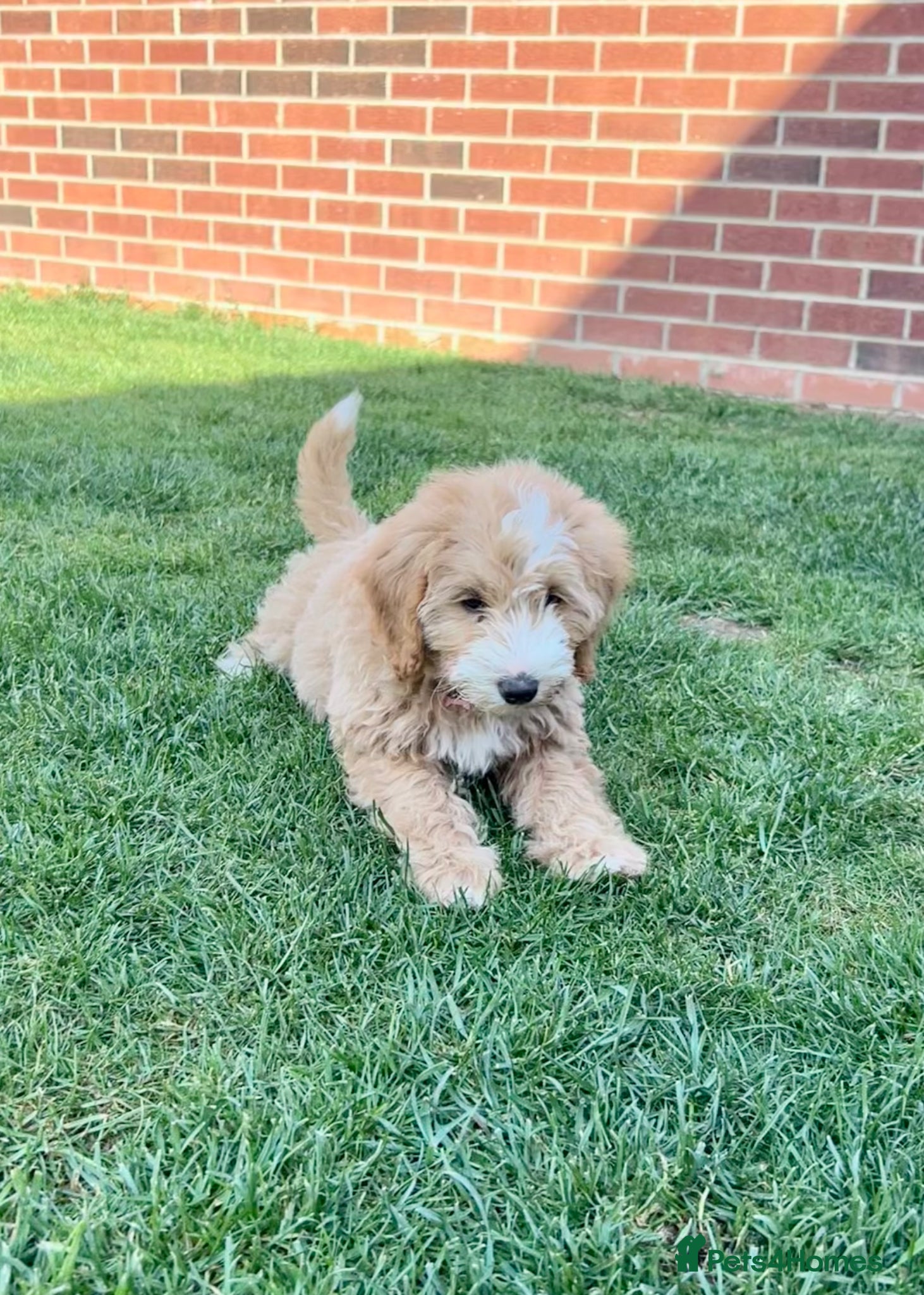Bordoodle dogs Stunning F1b Bordoodle Puppies - Advert 1