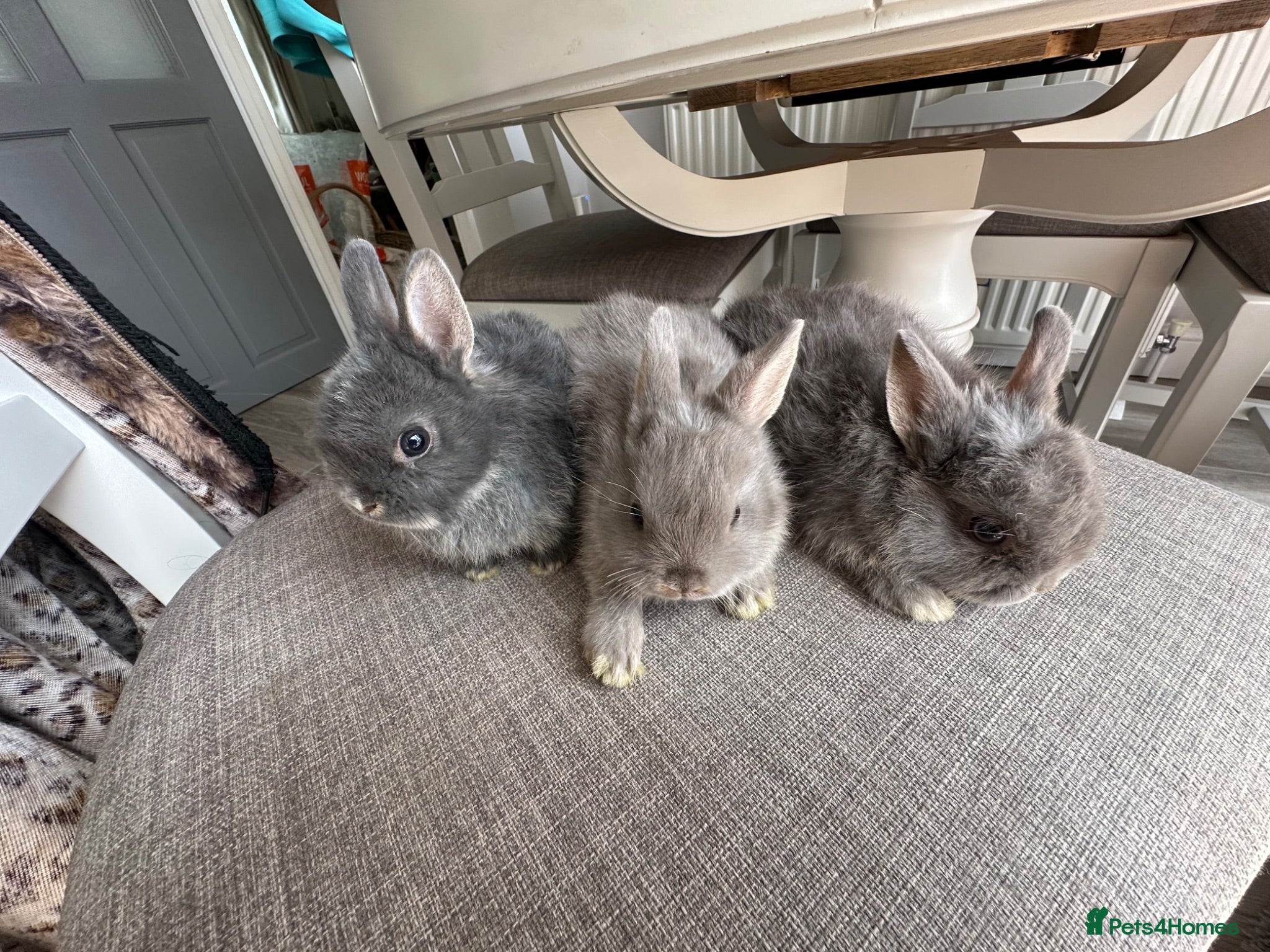 Netherland Dwarf rabbits Lovely Netherlands dwarf baby rabbits. - Advert 2