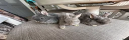 Netherland Dwarf rabbits for sale: Lovely Netherlands dwarf baby rabbits. - Advert 2