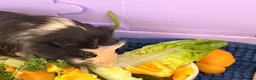 Guinea Pig rodents for sale: Bonded female guinea pigs for sale with cage - Advert 7