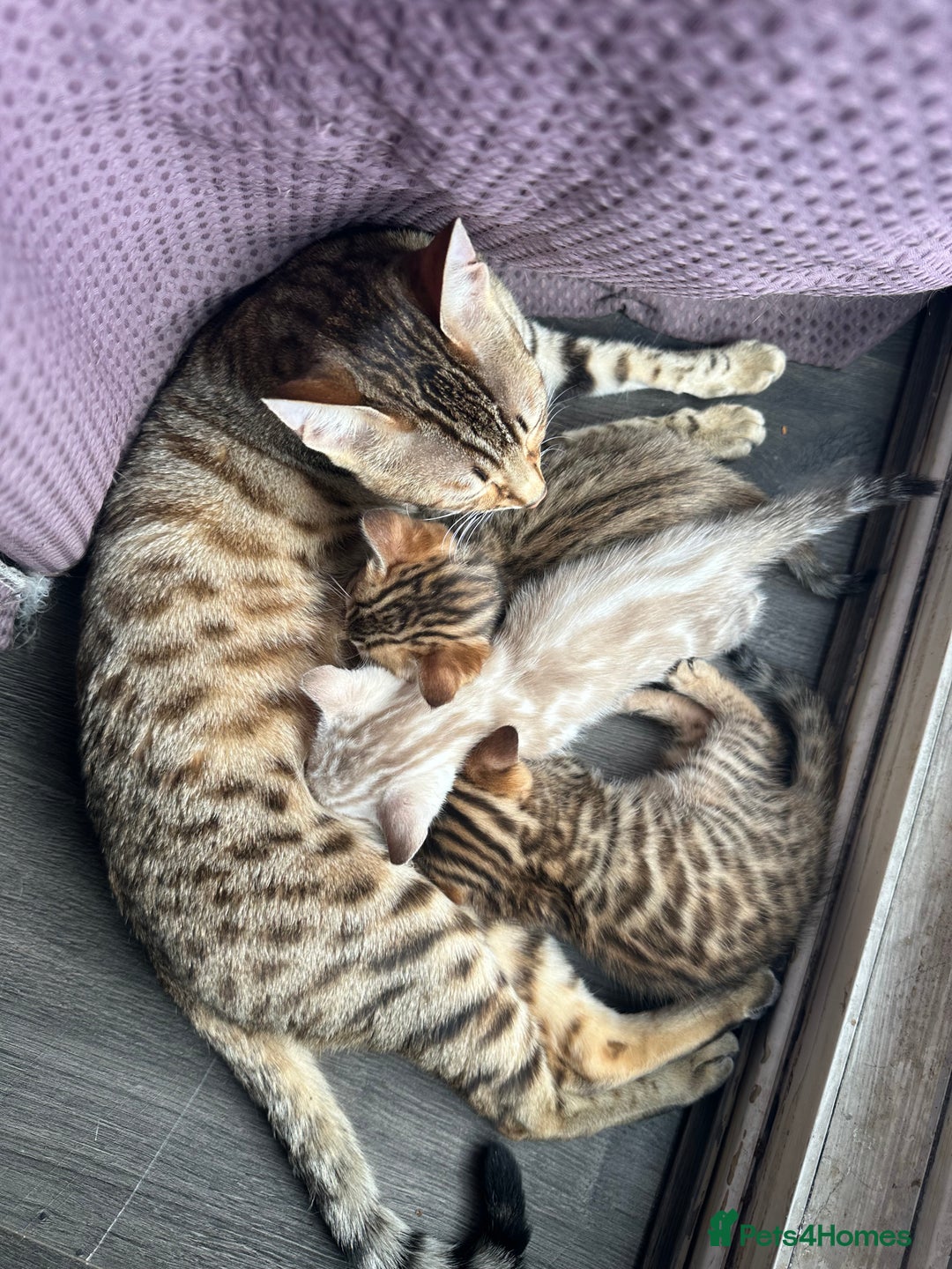 Bengal cats for sale: Snow Mink/Brown Rossette Blue Eyed Bengals - Image 22