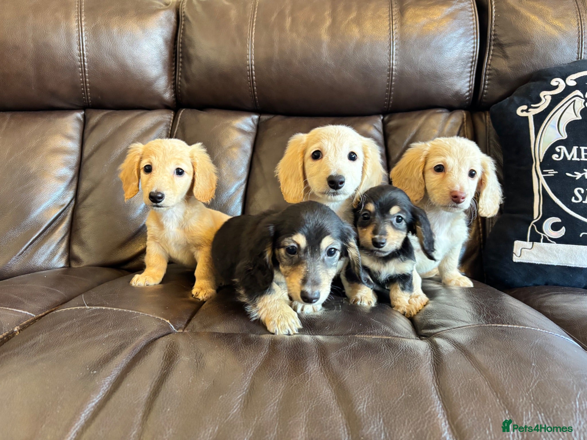 Miniature Dachshund dogs (Reduced & ready) Long haired miniature Dachshund  - Advert 1