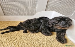 Labradoodle dogs for sale: READY FOR THEIR FOREVER SOFA NOW - Image 3