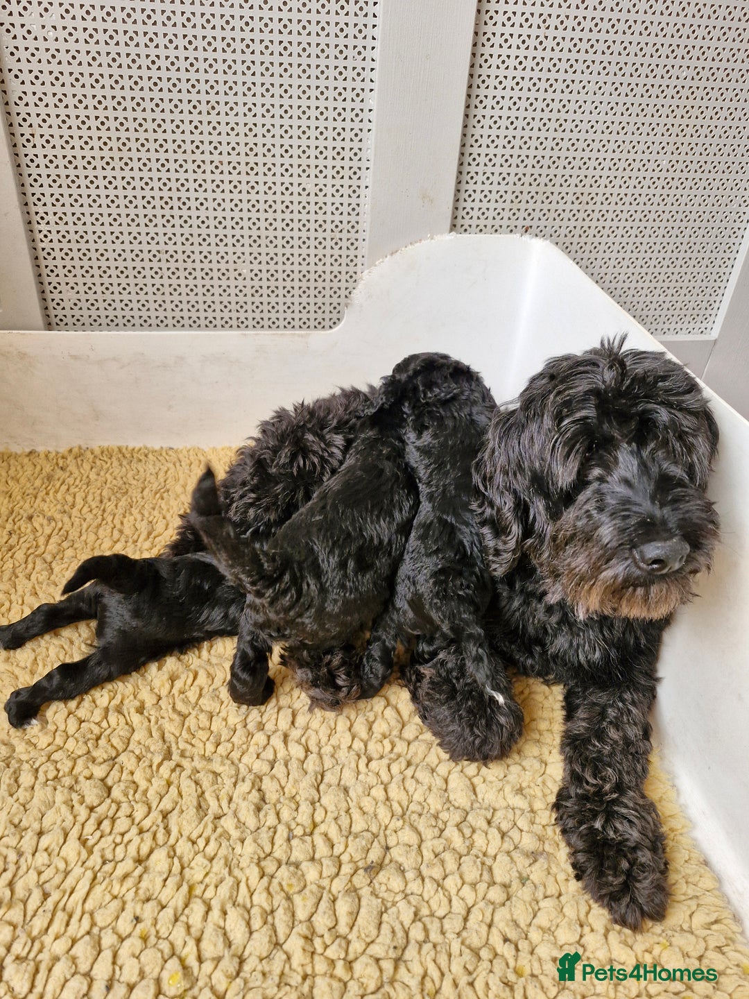 Labradoodle dogs for sale: READY FOR THEIR FOREVER SOFA NOW - Image 3