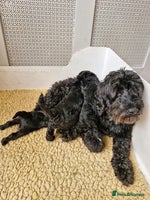 Labradoodle dogs - Advert 1