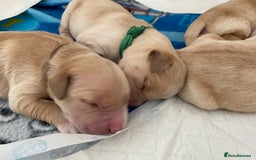 Golden Retriever dogs for sale: 🐾Sweet Golden Retriever Puppies-5 generation KC🐾 - Image 12