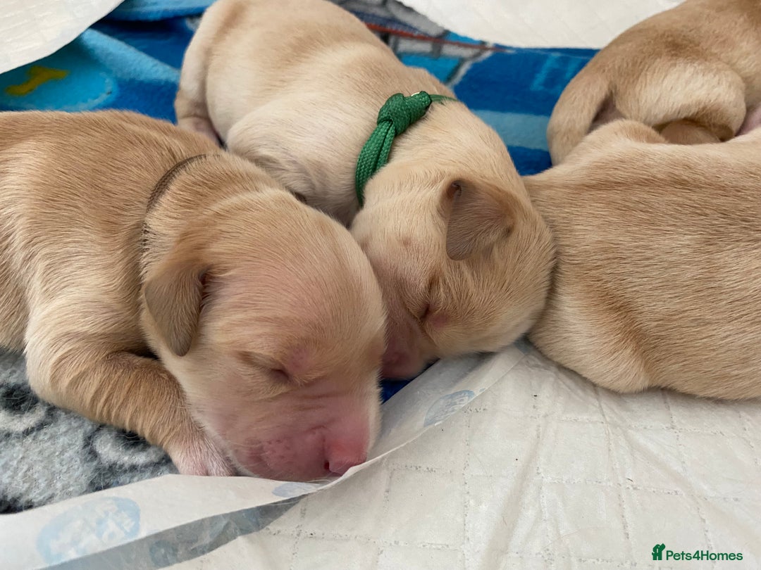 Golden Retriever dogs for sale: 🐾Sweet Golden Retriever Puppies-5 generation KC🐾 - Image 12