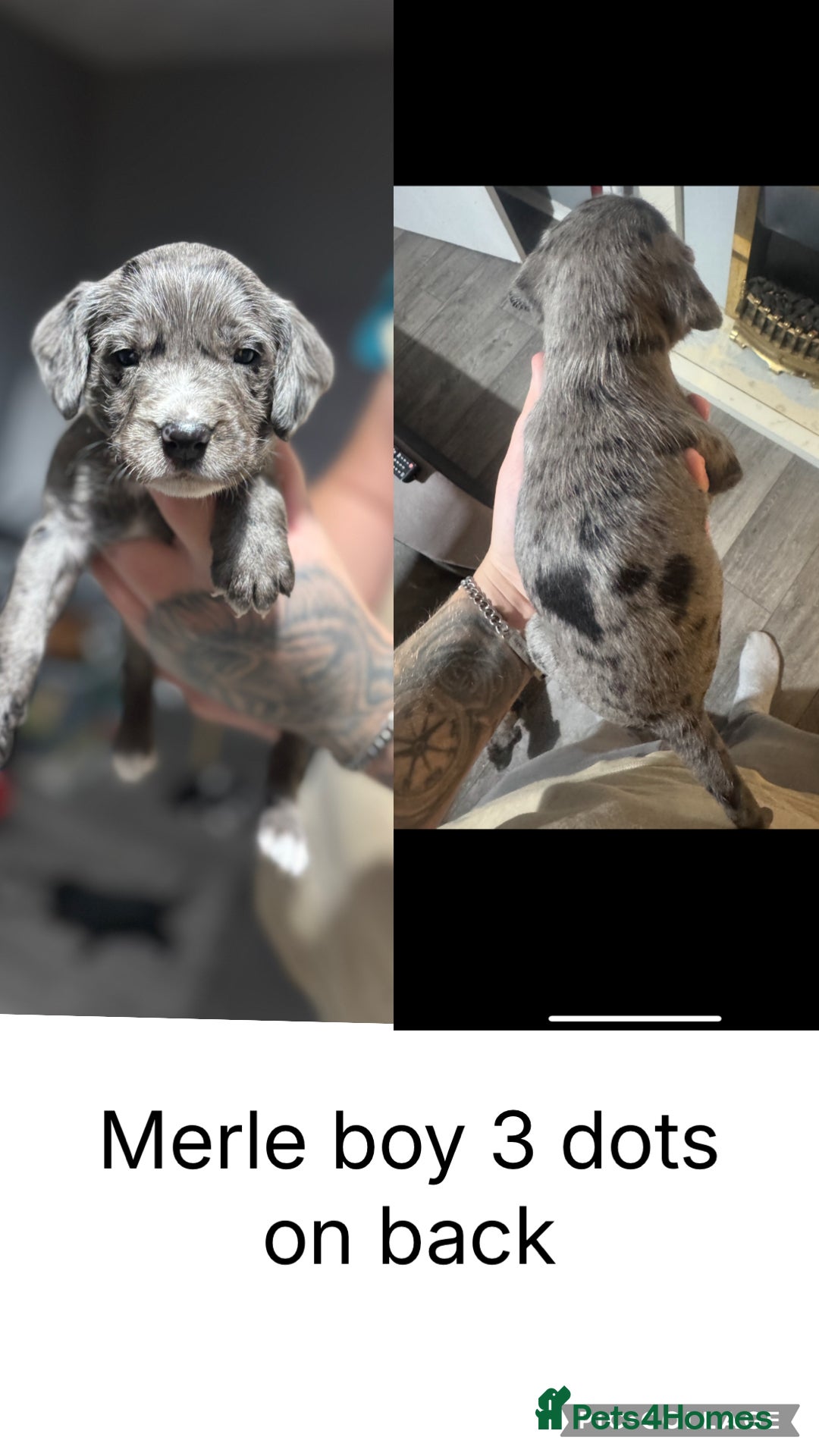 Mixed Breed dogs for sale: Dalmapoo - Image 6
