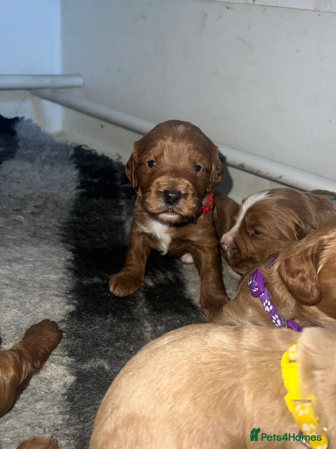 Cockapoo dogs for sale: 🐾 WAITING LISTS OPEN FOR F1 COCKAPOOS 🐾 - Image 2