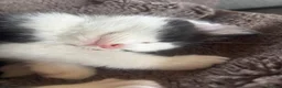 Mixed Breed cats for sale: Black and white male - Advert 2