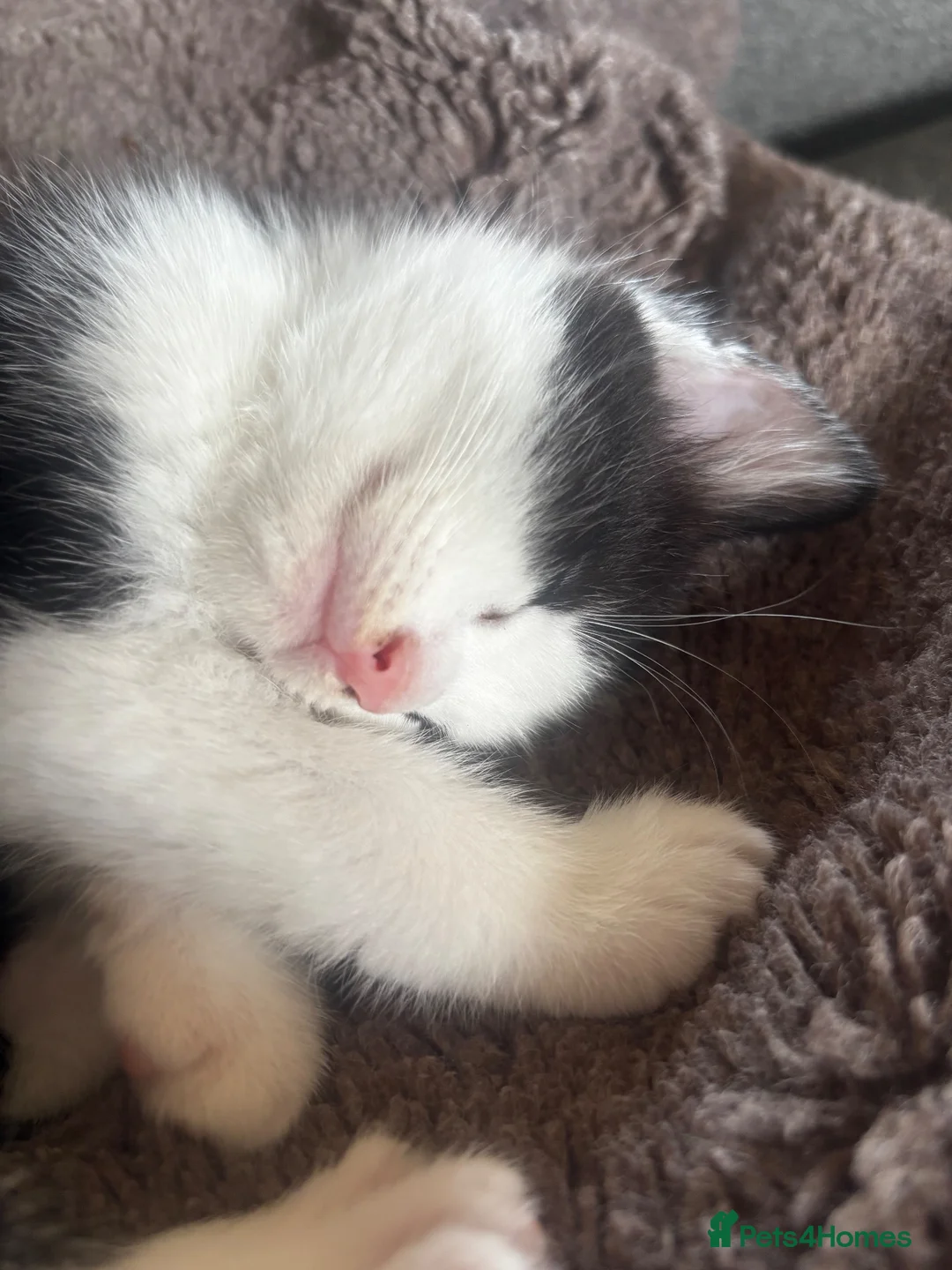 Mixed Breed cats for sale: Black and white male - Advert 2