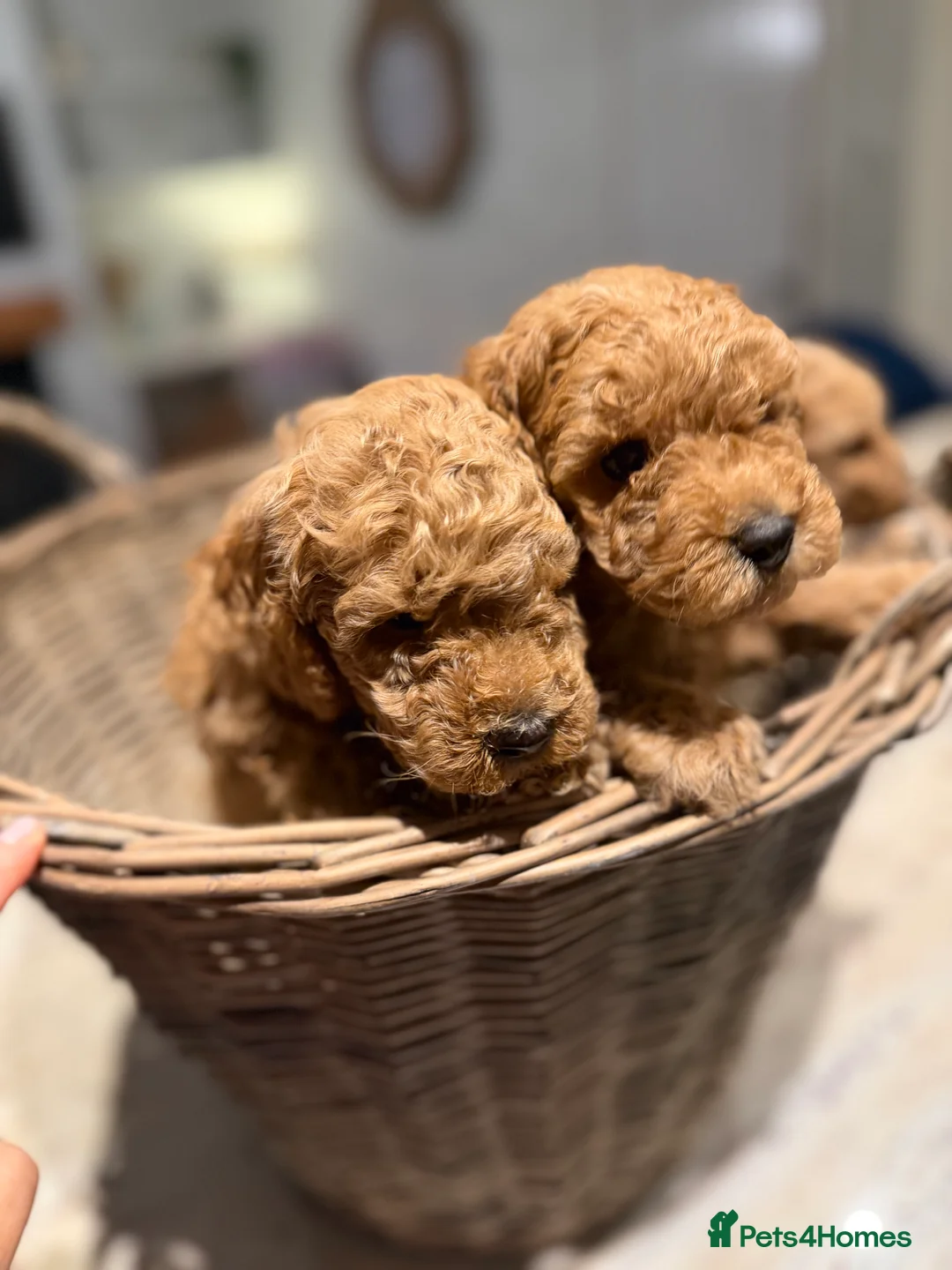 Toy Poodle dogs for sale: Toy poodles - Advert 3