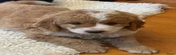 Bernedoodle dogs for sale: Beautiful Bernidoodles - Advert 18