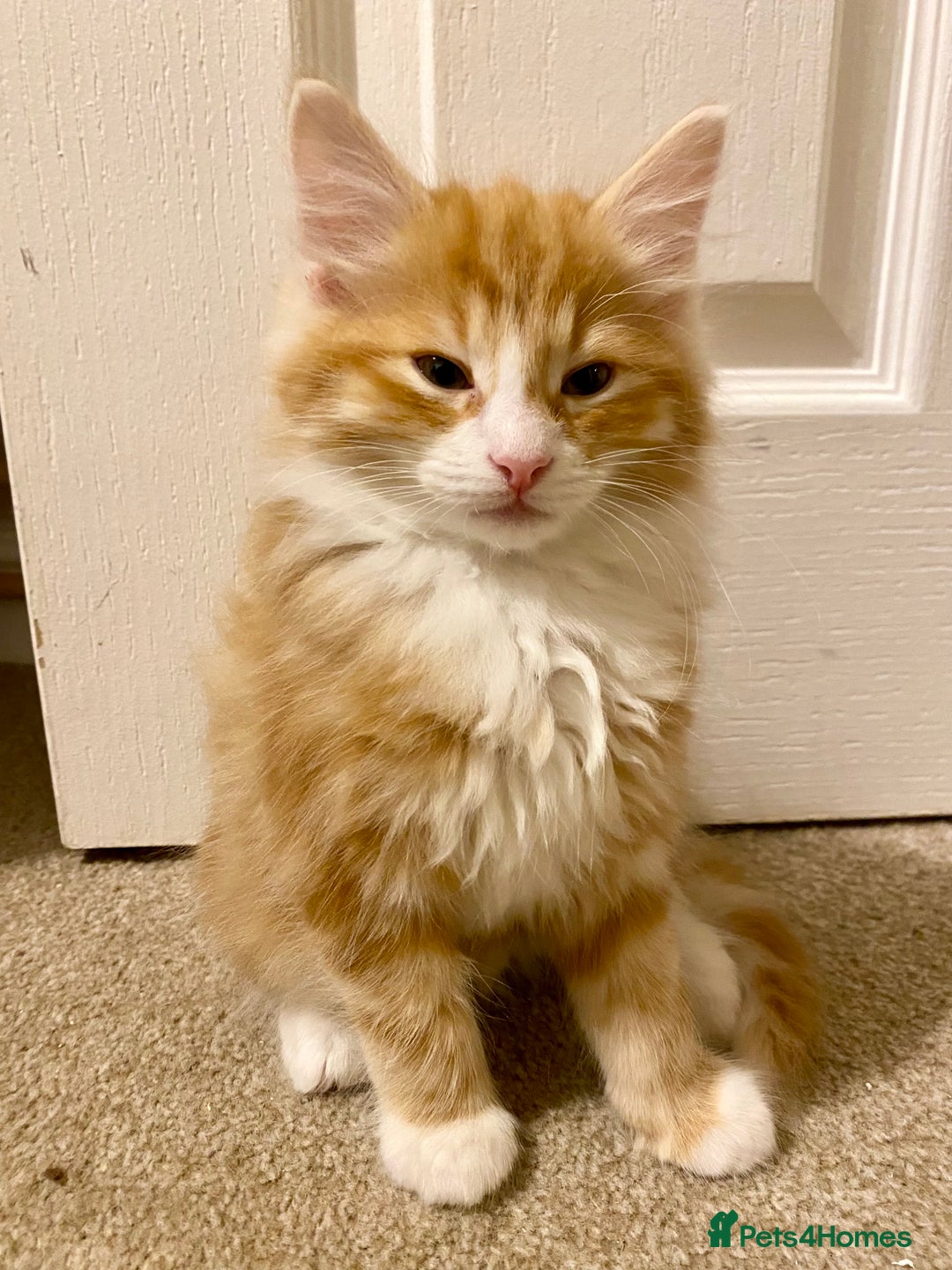 Domestic Shorthair cats for sale: Domestic Shorthair X Ragdoll Cross - Advert 8