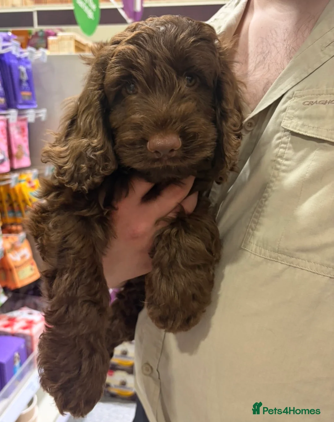 Cockapoo dogs for sale: Adorable cockapoo looking for forever home in Dumbarton - Advert 2