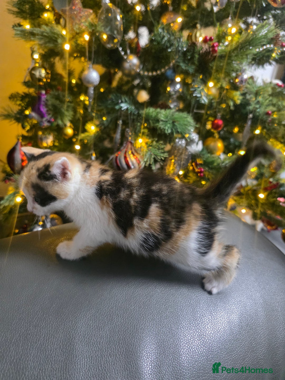 Mixed Breed cats for sale: Beautifull Kittens ready to go  - Advert 6