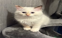 Ragdoll cats for sale: GCCF Registered Ragdolls 💛🖤💚 - Image 5