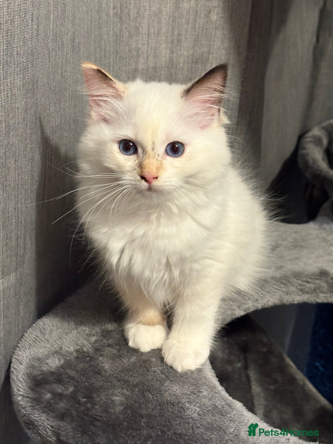 Ragdoll cats for sale: GCCF Registered Ragdolls 💛🖤💚 - Image 5