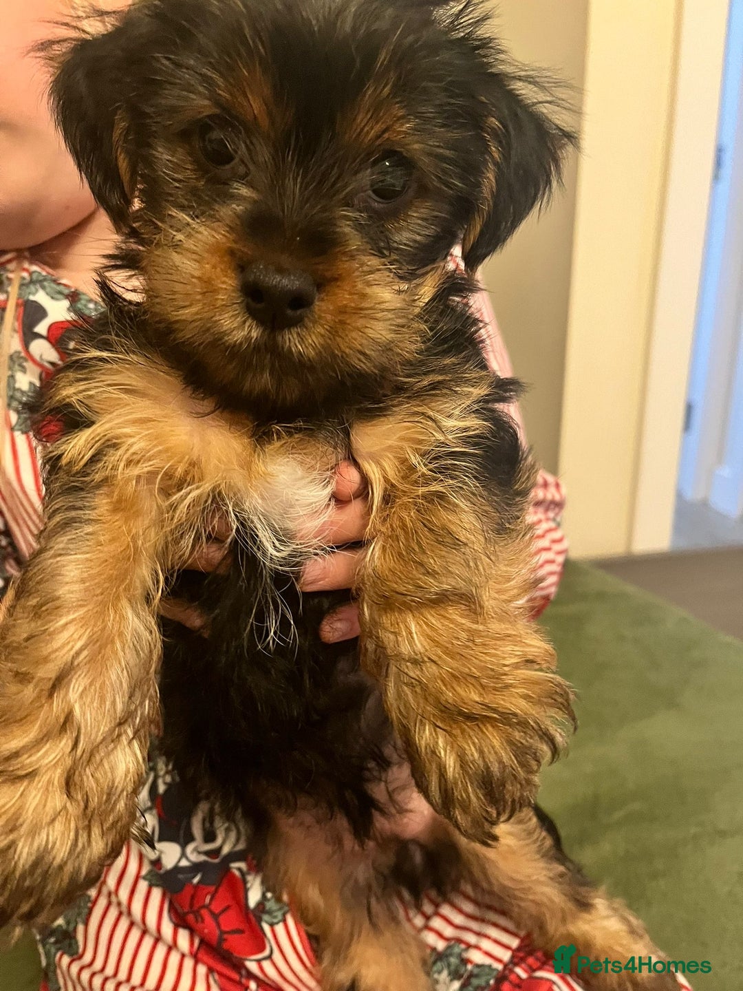 Yorkshire Terrier dogs for sale: Pedigree Yorkshire Terrier Puppies-3 Female  - Advert 4