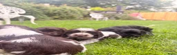 Cocker Spaniel dogs for sale: Show type cocker pups - Advert 9