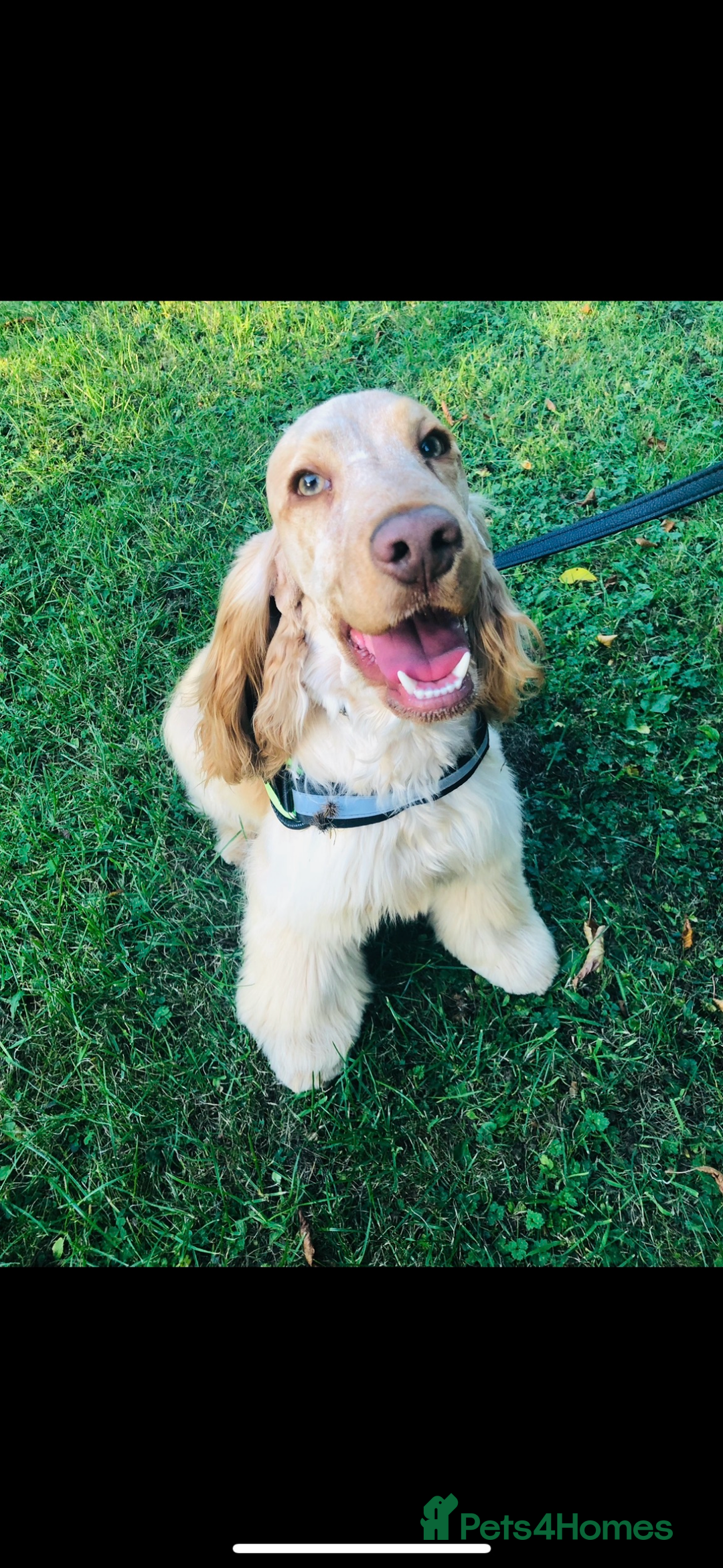 Cocker Spaniel dogs for sale: 🧡🧡 KC REG Show Cocker Spaniel Puppies For Sale - Advert 13