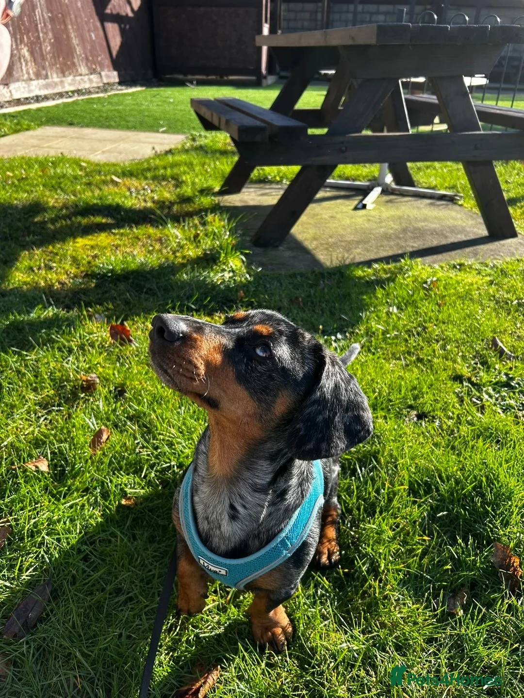 Jackshund dogs for stud: Male Jackshund - Arlo  - Advert 2