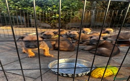 Belgian Shepherd Dog dogs for sale: Belgian malinois puppies - Image 21