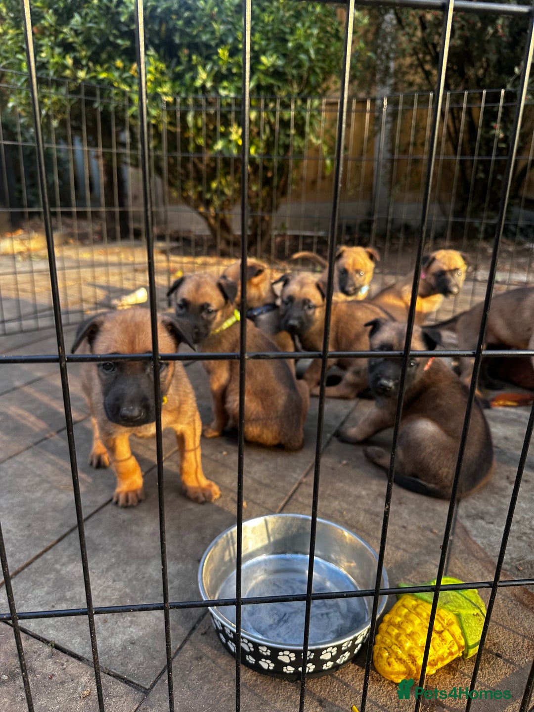 Belgian Shepherd Dog dogs for sale: Belgian malinois puppies - Image 21